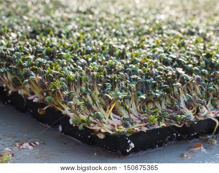 Watercress in a shape, sprouting in black shape