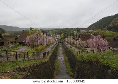 KAWAGUCHIKO, JAPAN - APRIL 28 , 2016 : Saiko Iyashi no Sato Nenba Old historical village  In the rainy season and pink Cherry blossom (Sakura). Kawaguchiko, Japan. APRIL 28 2016.