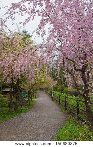 KAWAGUCHIKO, JAPAN - APRIL 28 , 2016 : Saiko Iyashi no Sato Nenba Old historical village  In the rainy season and pink Cherry blossom (Sakura). Kawaguchiko, Japan. APRIL 28 2016.