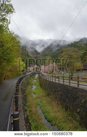 KAWAGUCHIKO, JAPAN - APRIL 28 , 2016 : Saiko Iyashi no Sato Nenba Old historical village  In the rainy season and pink Cherry blossom (Sakura). Kawaguchiko, Japan. APRIL 28 2016.