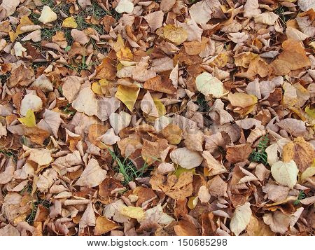 Soft carpet from autumn yellow fallen leaves
