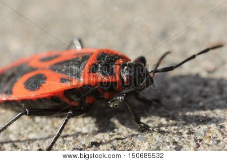 Nature, animals, insects, fauna, beetle, beetles, bark beetles, predators, diversity, summer