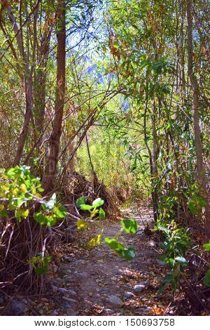 Hiking Trail thru a lush green forest
