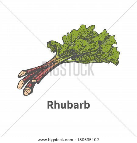 Vector illustration doodle sketch hand-drawn rhubarb. Isolated on white background. The concept of harvesting. Vintage retro style.