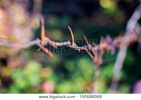Barbed wire closeup on blurred background 2