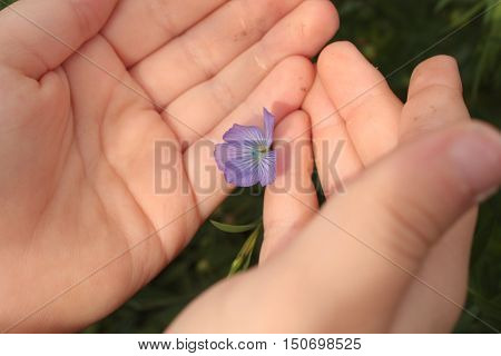 the child holds in his hands a small purple flower