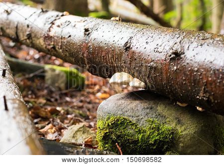 Tinder conk Fomes fomentarius on a tree trunk