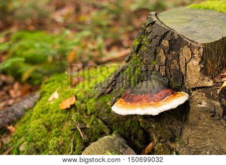 Tree bark with Fomes fomentarius (tinder fungus) closeup