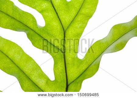 Polypodium Polycarpon Leaf