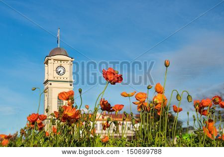 Spring flowers in the town of feilding by the town clock.