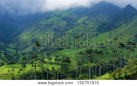 Landscape of hills covered in wax palm trees in Cocora Valley near Salento Colombia