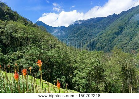 Landscape of cloud forest in Cocora Valley near Salento Colombia