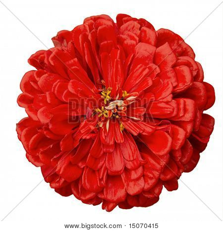 บานชื่น elegans แยกต่างหากบนพื้นหลังสีขาวมีเส้นรูปวาด