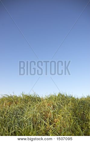 Hierba y cielo