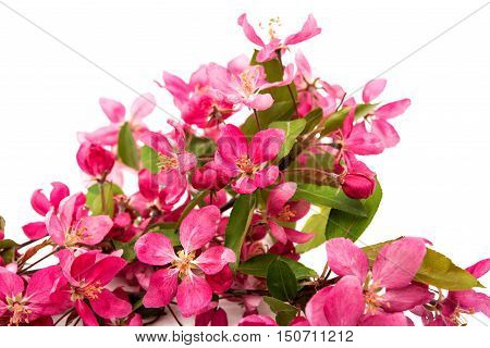 pink flowers of apple isolated on white background