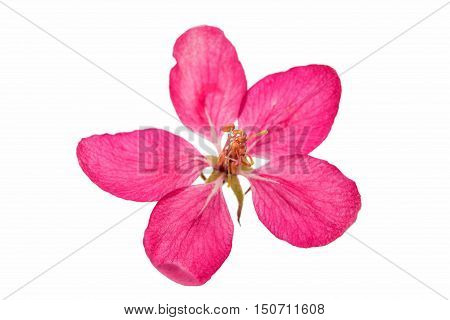 pink flowers of apple isolated on white background