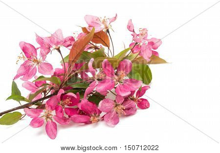 pink flowers of apple isolated on white background