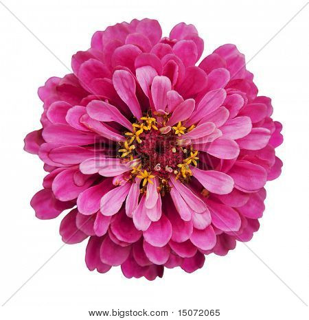 บานชื่น elegans แยกต่างหากบนพื้นหลังสีขาว