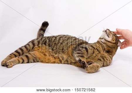 A cat lying on a white background is petted by a hand