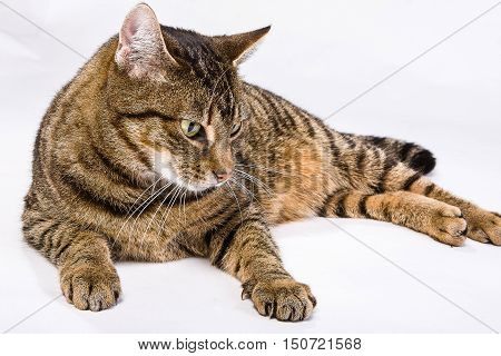 Striped cat relaxing against a white background