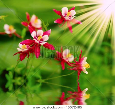 Aquilegia caerulea