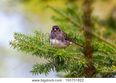 The dark-eyed junco is a species of the juncos, a genus of small grayish American sparrows. This bird is common across much of temperate North America and in summer ranges far into the Arctic.