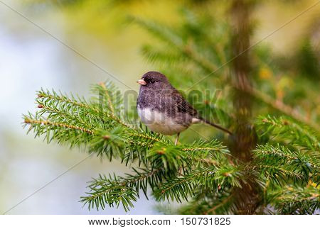 The dark-eyed junco is a species of the juncos, a genus of small grayish American sparrows. This bird is common across much of temperate North America and in summer ranges far into the Arctic.
