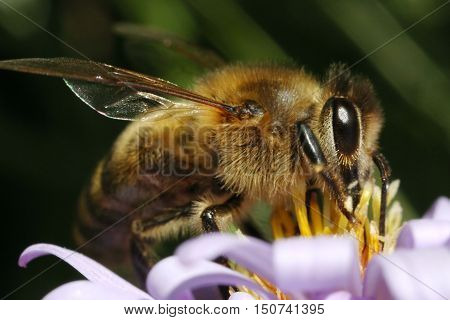 animals, insects, Apoidea, Stabilizatori, Hymenoptera, flying, summer,honey, pollen