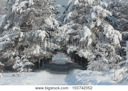 landscape, nature, winter, trees, pine, snow, tunnel, flora, Park