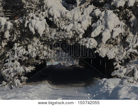 landscape, nature, winter, trees, pine, snow, tunnel, flora, Park