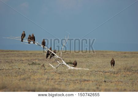 nature, animals, bird, kites, kite, predator, scavenger, steppe, arid steppe, summer