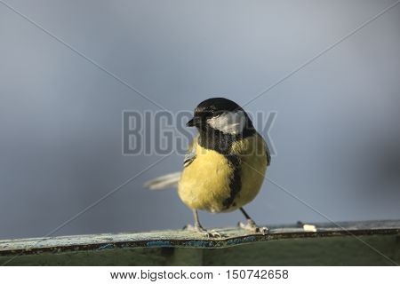 flora, animals, bird, tit, titmouse, semeistvo simicevic, passerine, friends