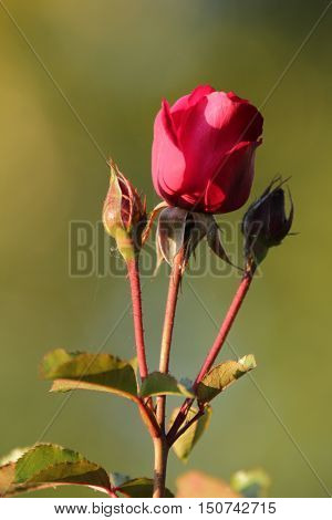 flora, flowers, plant, rose, rose red, rod rose, summer, flower