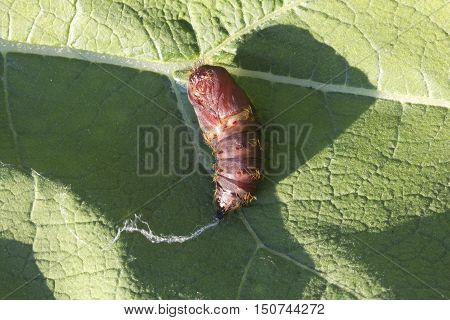 Dolly - the stage of development of an insect with complete metamorphosis.