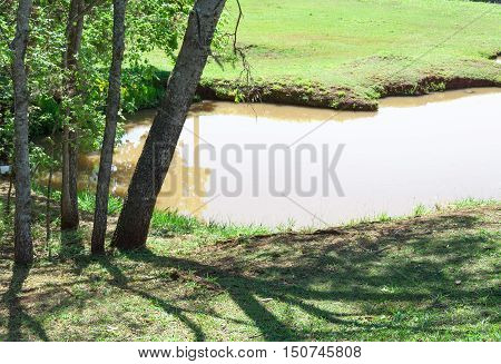Pond water with trees and green grass. Trees making shadow on grass.