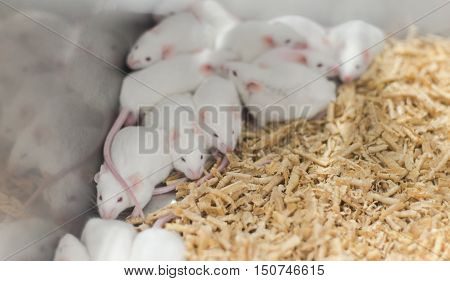 Laboratory Animals