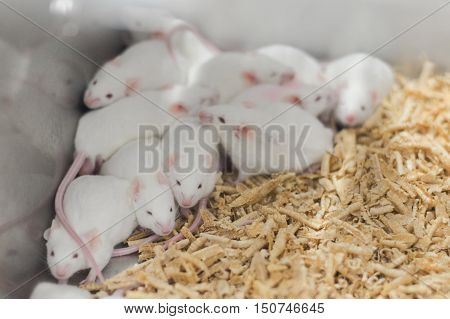 Laboratory Animals