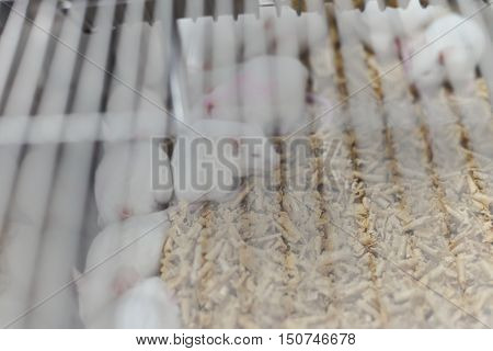Laboratory Animals