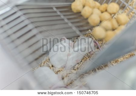 Laboratory animals for reserch and education rat