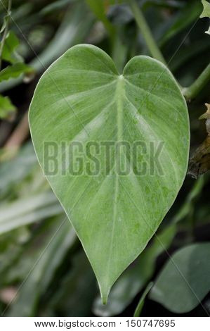 fresh green epipremnum aureum leaves in nature garden