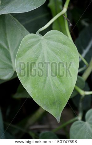 fresh green epipremnum aureum leaves in nature garden