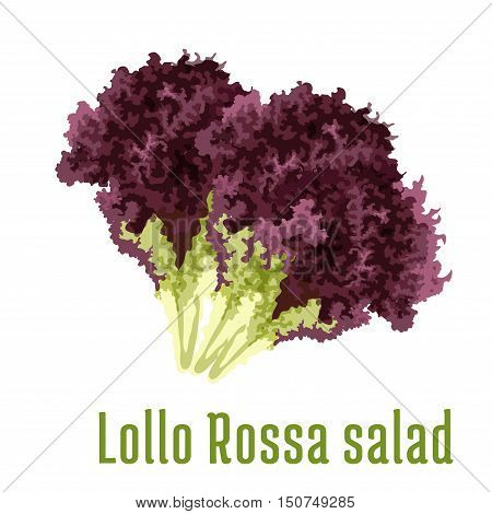 Lollo Rossa salad. Vegetable icon. Isolated leafy salad ingredient. Vegetarian fresh product sign for sticker, grocery shop, farm store element