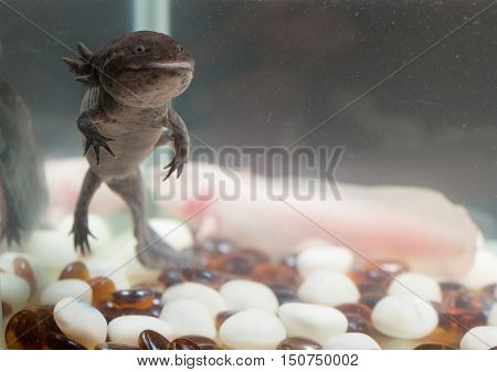 domestic axolotl in the aquarium close up