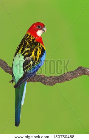 Eastern Rosella Parrot Bird