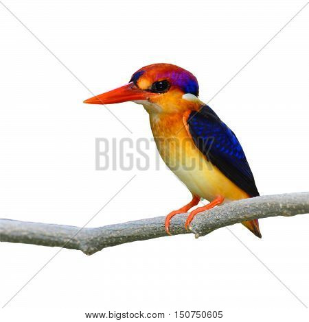 Oriental Dwarf Kingfisher Bird