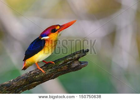 Oriental Dwarf Kingfisher Bird