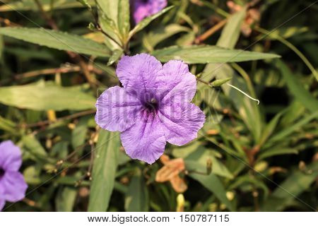 Single purple ruellias flower in the garden