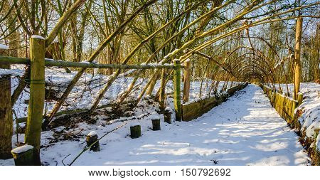 End of the trapping pipe of a restored historical Dutch duck decoy covered with a layer of snow. It's a sunny day in the end of the winter season. The original decoy was built in the year 1693.