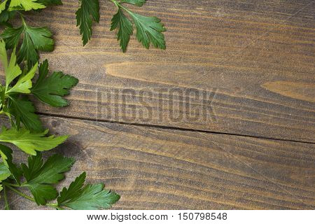 parsley with a side table closeupleaves green parsley with water droplets on the table in a row closeup