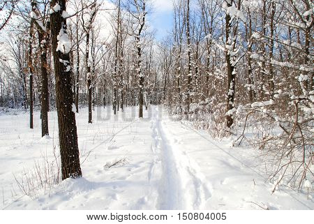 Winter landscape of frosty trees white snow and blue sky